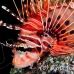 lionfish_spotfin_nus_h_0705_png1764.jpg